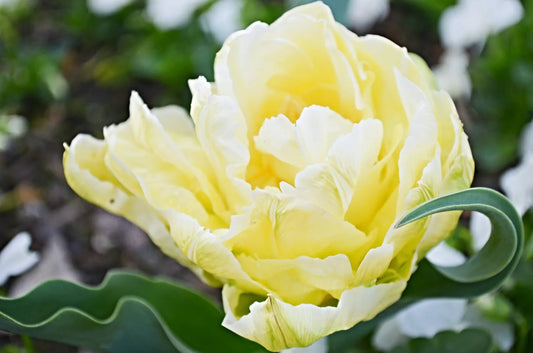 Yellow: The Colour Of Optimism